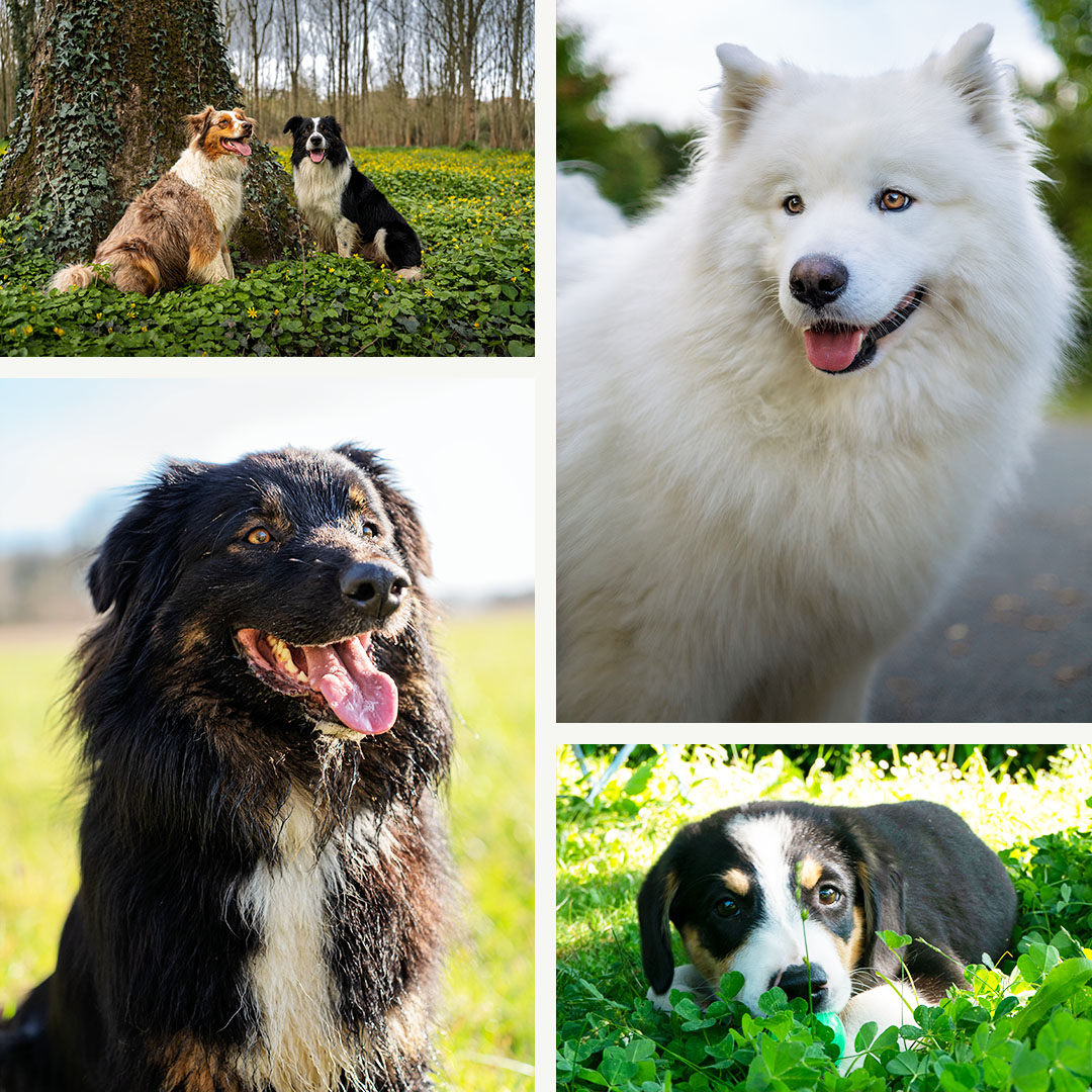 Bertrand Alexandre – dogs