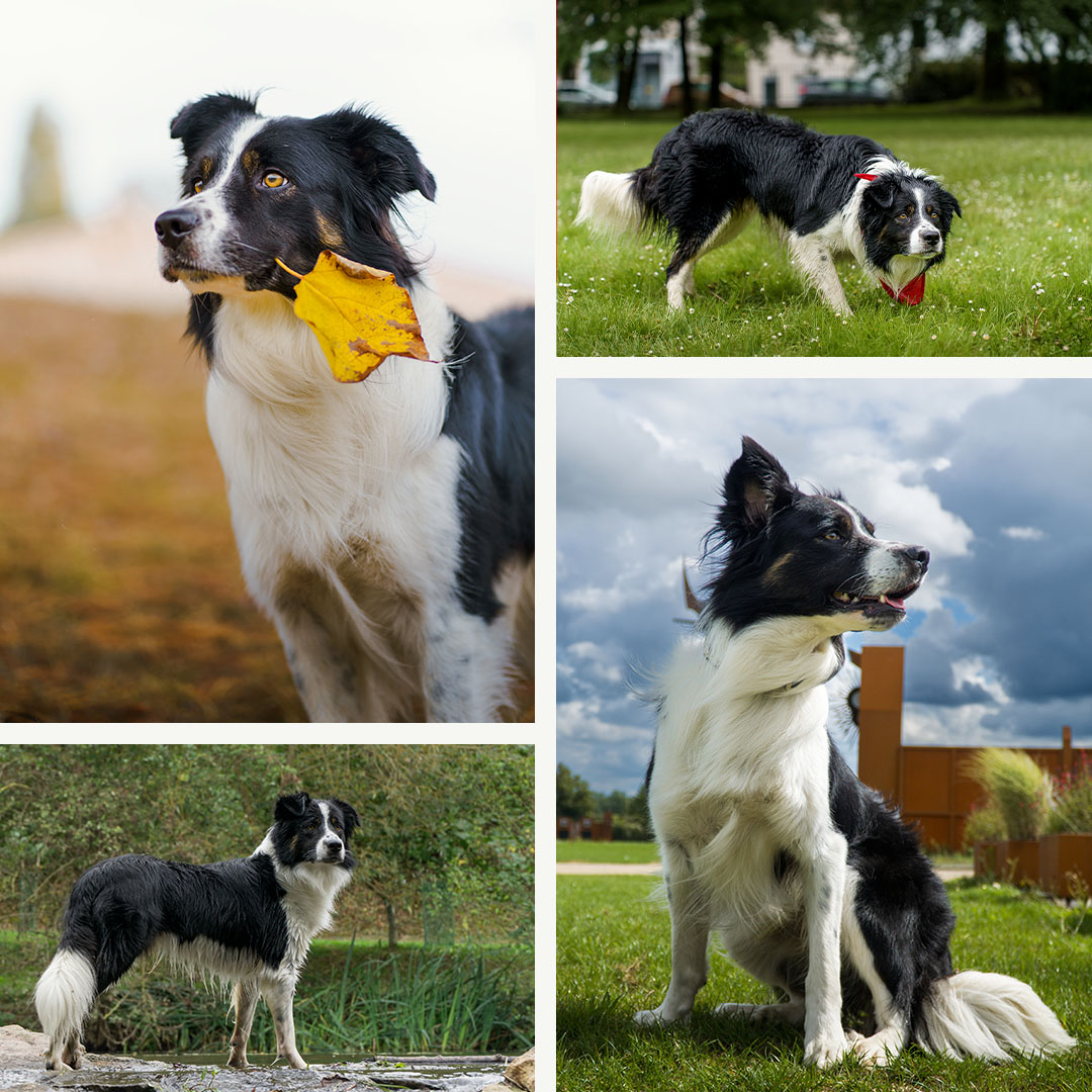 Bertrand Alexandre – Border Collie