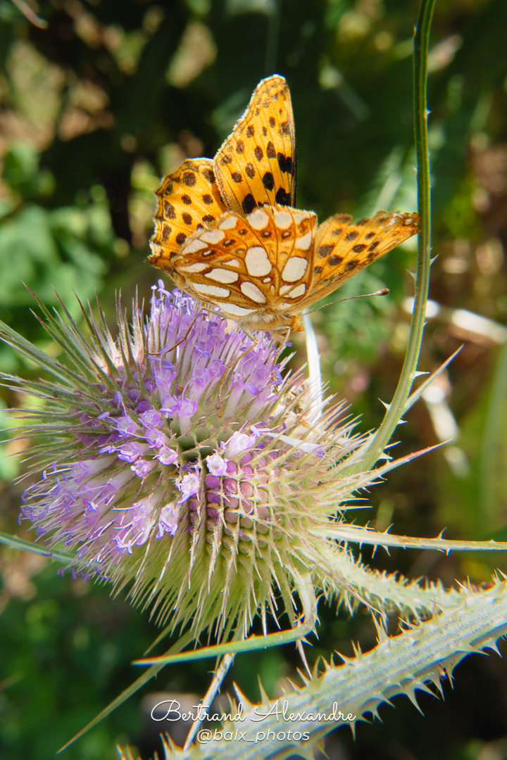 Photo 006 | Bertrand ALEXANDRE – Instants volés
