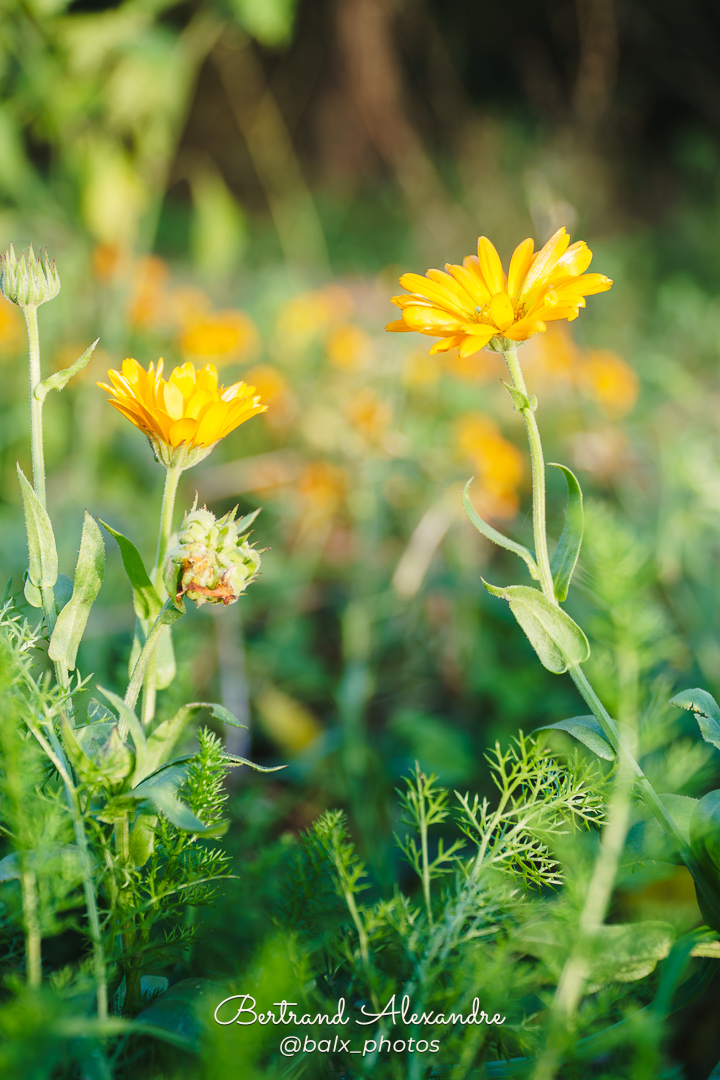 Photo 012 | Bertrand ALEXANDRE – Instants volés