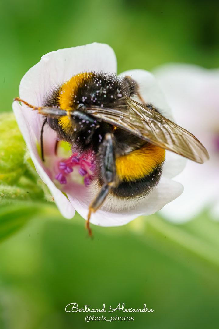 Photo 041 | Bertrand ALEXANDRE – Instants volés