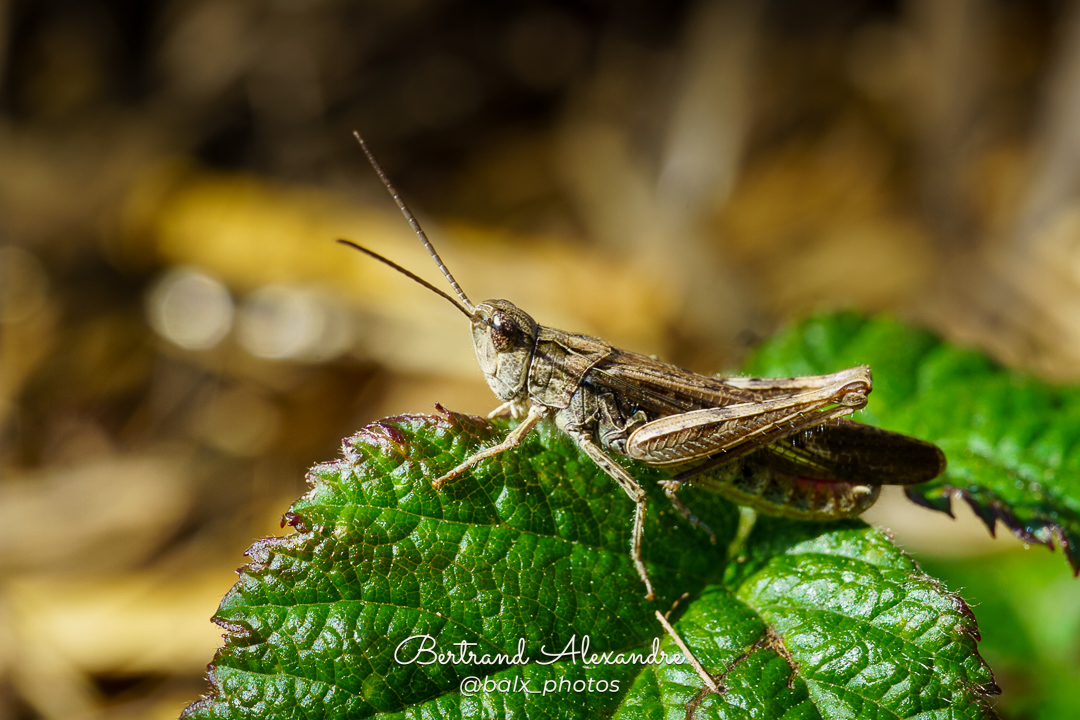 Photo 042 | Bertrand ALEXANDRE – Instants volés