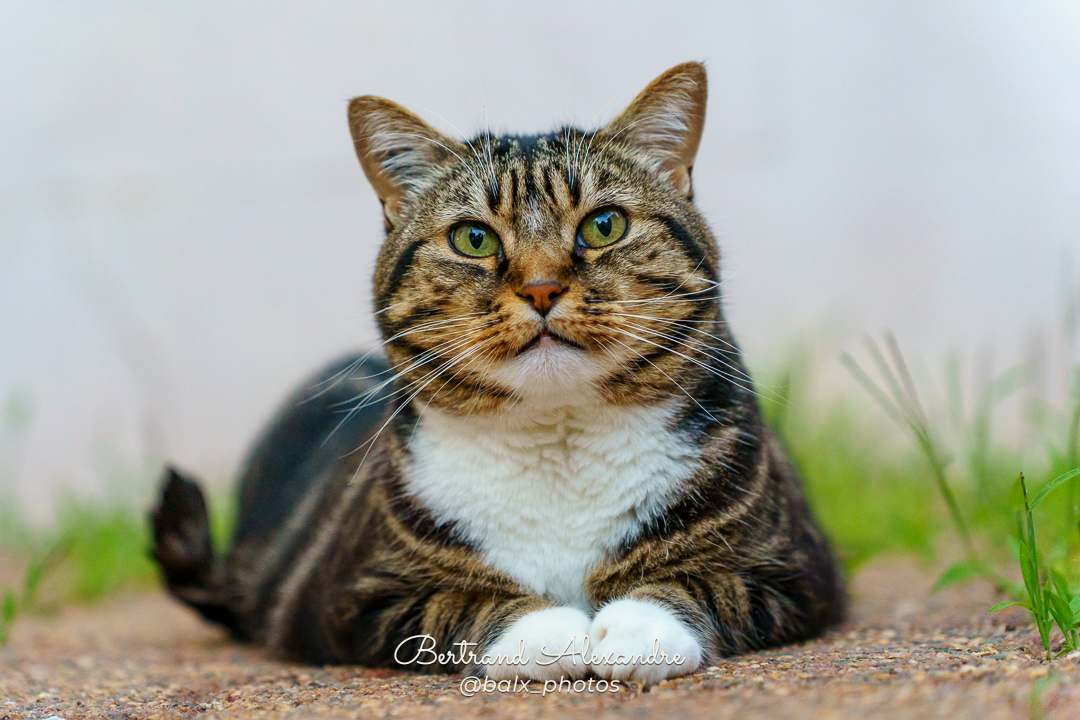 Photo 009 | Bertrand ALEXANDRE – Compagnons