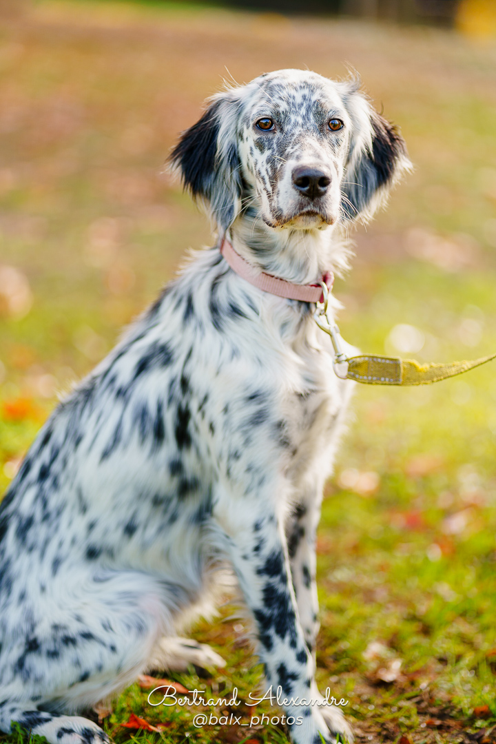 Photo 015 | Bertrand ALEXANDRE – Compagnons