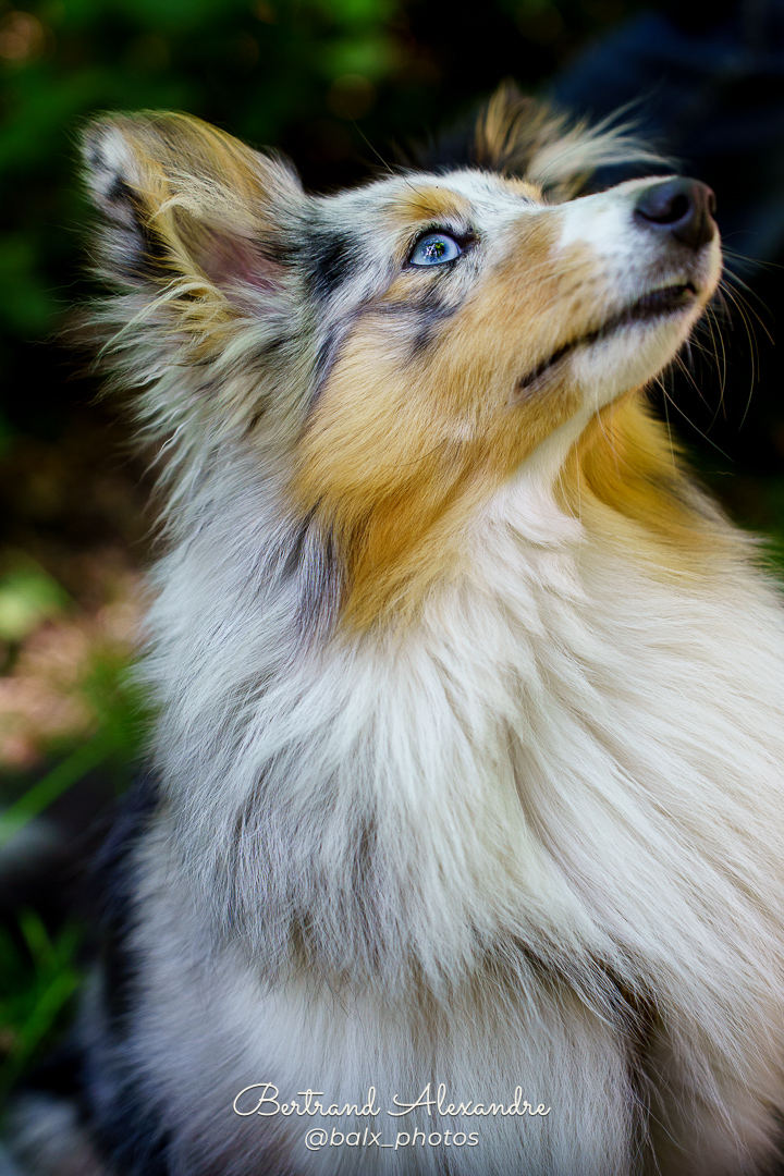 Photo 016 | Bertrand ALEXANDRE – Compagnons