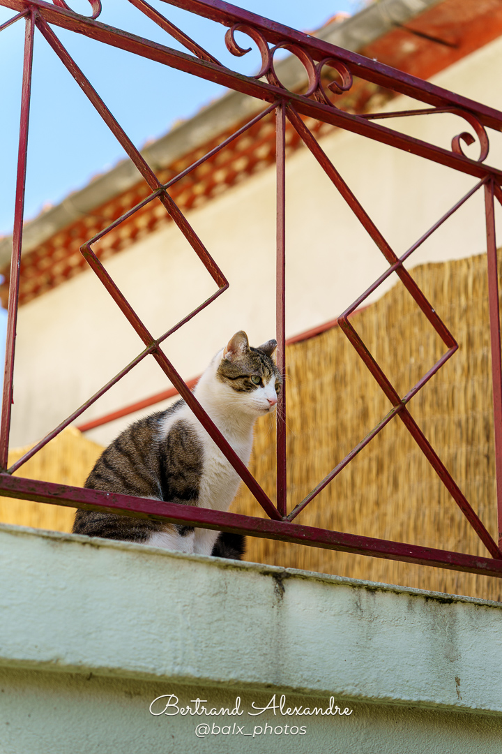 Photo 018 | Bertrand ALEXANDRE – Compagnons