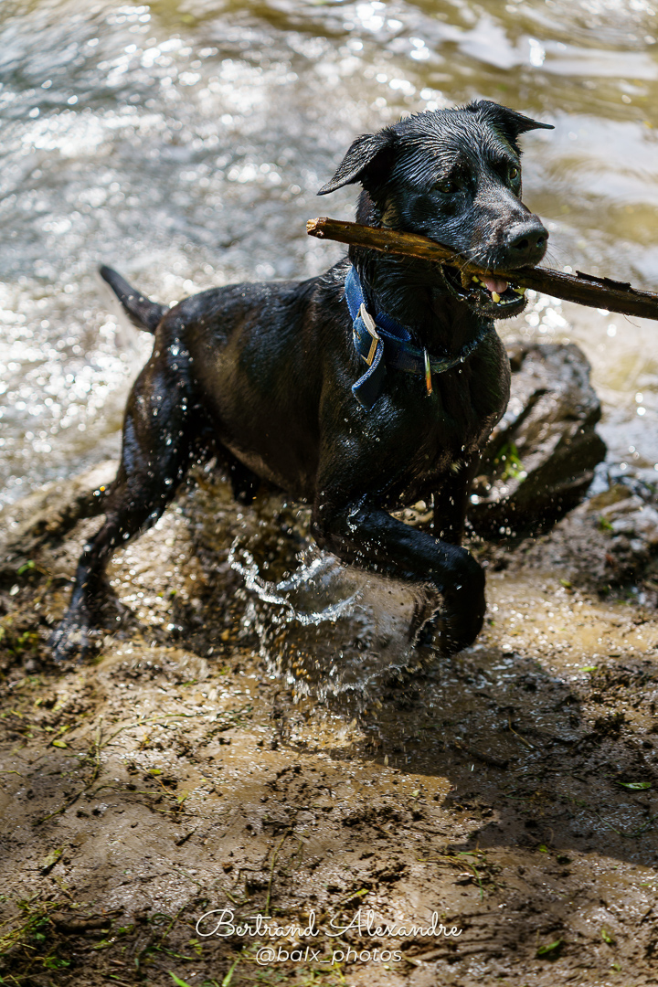 Photo 019 | Bertrand ALEXANDRE – Compagnons
