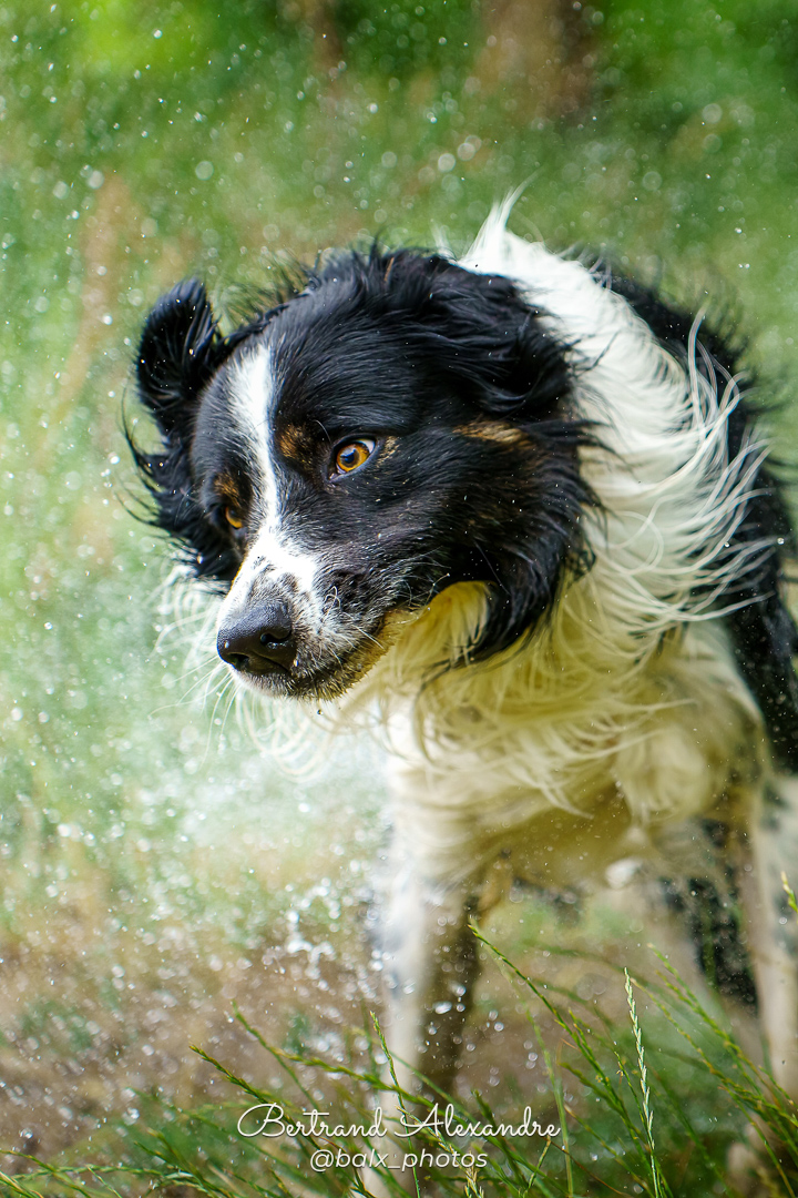 Photo 021 | Bertrand ALEXANDRE – Compagnons