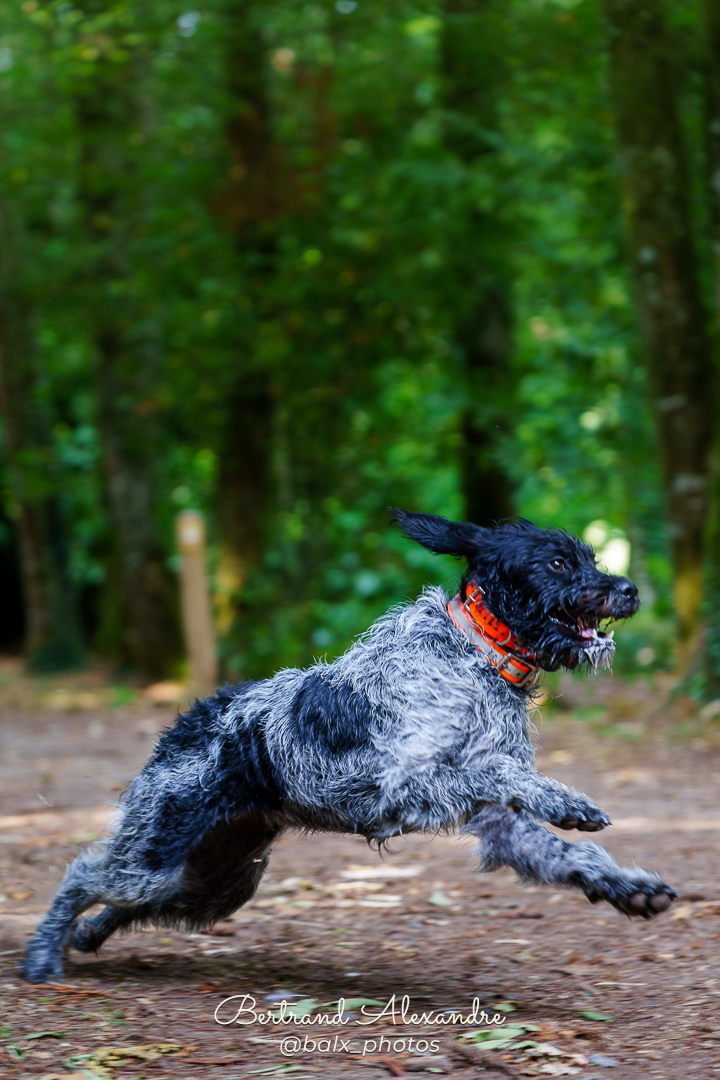 Photo 024 | Bertrand ALEXANDRE – Compagnons