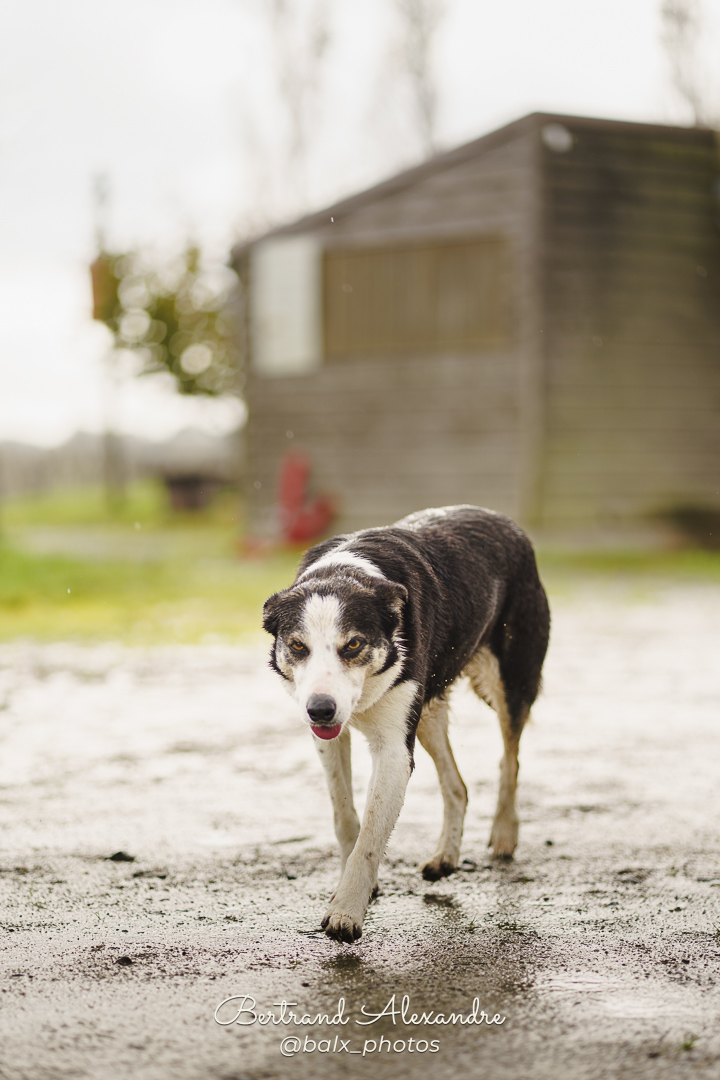 Photo 035 | Bertrand ALEXANDRE – Compagnons
