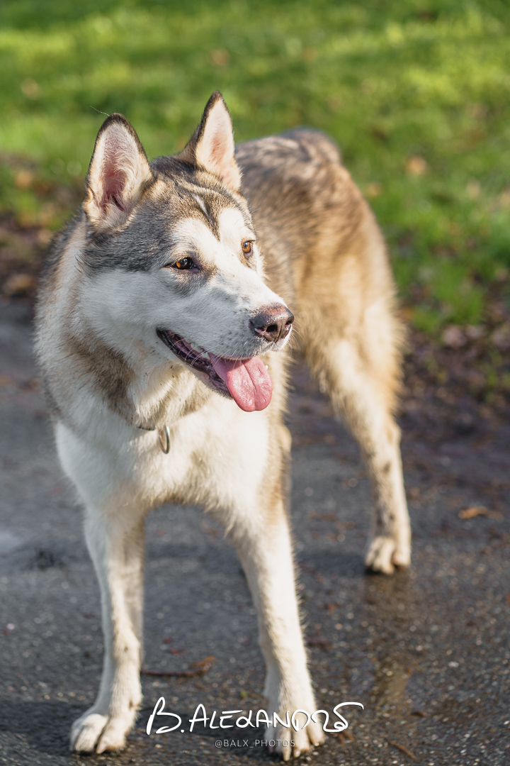 Photo 038 | Bertrand ALEXANDRE – Compagnons