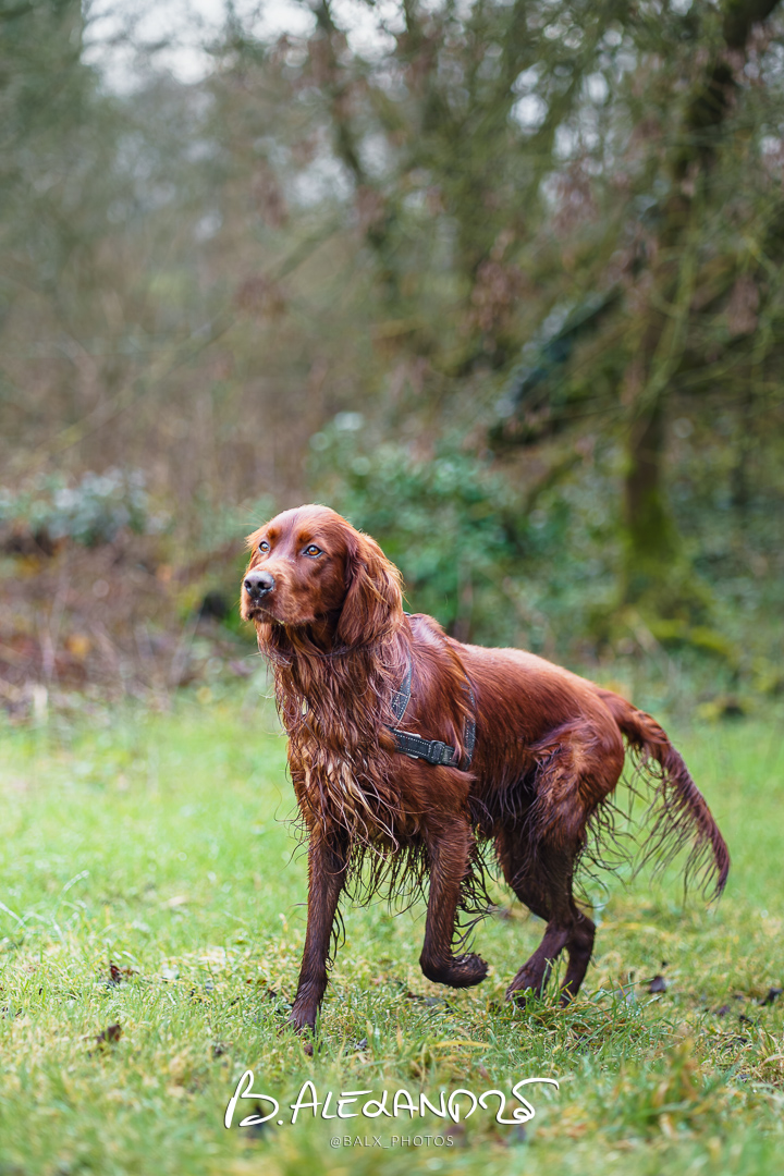 Photo 039 | Bertrand ALEXANDRE – Compagnons
